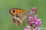 Oranje zandoogje (Pyronia tithonus)