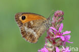 Oranje zandoogje (Pyronia tithonus)