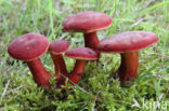 Red-Capped Bolete (Boletus rubellus)