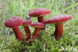 Red-Capped Bolete (Boletus rubellus)