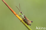 Zompsprinkhaan (Chorthippus montanus)