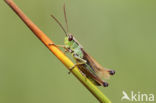 Zompsprinkhaan (Chorthippus montanus)