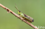 Zompsprinkhaan (Chorthippus montanus)