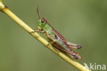 Zompsprinkhaan (Chorthippus montanus)