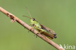 Zompsprinkhaan (Chorthippus montanus)