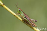 Zompsprinkhaan (Chorthippus montanus)