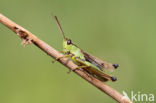 Zompsprinkhaan (Chorthippus montanus)