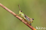 Zompsprinkhaan (Chorthippus montanus)