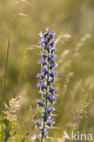 Viper s-bugloss (Echium vulgare)