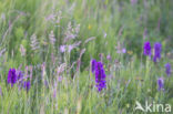 Gewoon Slangenkruid (Echium vulgare)