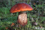 Eikenboleet (Leccinum quercinum)