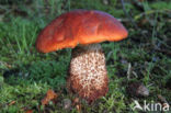 Eikenboleet (Leccinum quercinum)