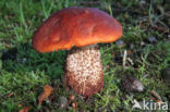 Eikenboleet (Leccinum quercinum)