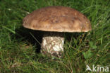 Harde populierboleet (Leccinum duriusculum)