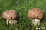 Harde populierboleet (Leccinum duriusculum)