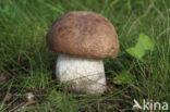 Harde populierboleet (Leccinum duriusculum)