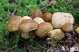 Kostgangerboleet (Boletus parasiticus)