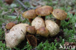 Kostgangerboleet (Boletus parasiticus)