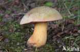 Netstelige heksenboleet (Boletus luridus)