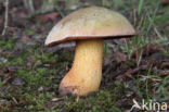 Netstelige heksenboleet (Boletus luridus)