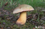 Netstelige heksenboleet (Boletus luridus)