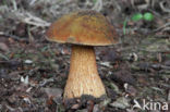 Bolete (Boletus luridus)