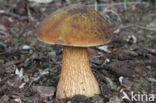 Netstelige heksenboleet (Boletus luridus)