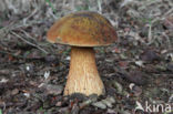 Bolete (Boletus luridus)