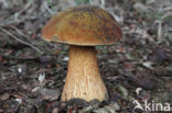 Netstelige heksenboleet (Boletus luridus)