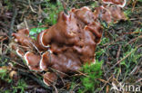 Oliebolzwam (Rhizina undulata)