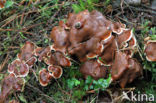 Oliebolzwam (Rhizina undulata)
