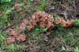 Oliebolzwam (Rhizina undulata)