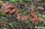 Oliebolzwam (Rhizina undulata)