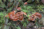 Oliebolzwam (Rhizina undulata)
