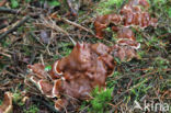 Oliebolzwam (Rhizina undulata)