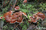 Oliebolzwam (Rhizina undulata)
