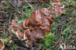 Oliebolzwam (Rhizina undulata)