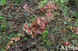 Oliebolzwam (Rhizina undulata)