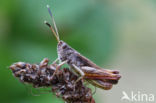 Rufous Grasshopper (Gomphocerippus rufus)