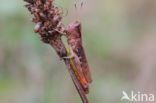 Rufous Grasshopper (Gomphocerippus rufus)