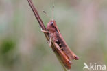 Rufous Grasshopper (Gomphocerippus rufus)