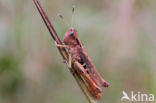 Rufous Grasshopper (Gomphocerippus rufus)
