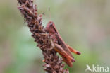 Rufous Grasshopper (Gomphocerippus rufus)