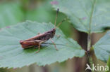 Rufous Grasshopper (Gomphocerippus rufus)