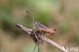 Rufous Grasshopper (Gomphocerippus rufus)