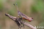 Rufous Grasshopper (Gomphocerippus rufus)