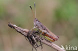 Rufous Grasshopper (Gomphocerippus rufus)