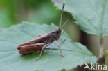 Rufous Grasshopper (Gomphocerippus rufus)