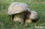 Wortelende boleet (Boletus radicans)