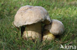 Wortelende boleet (Boletus radicans)